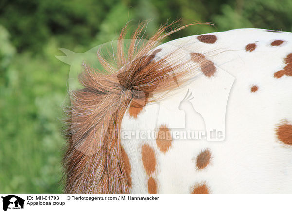 Appaloosa croup / MH-01793