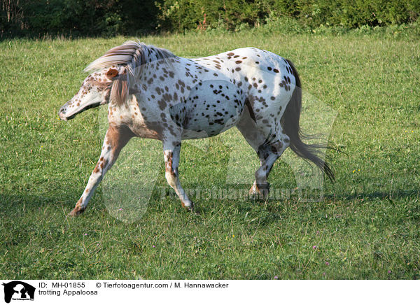 trotting Appaloosa / MH-01855