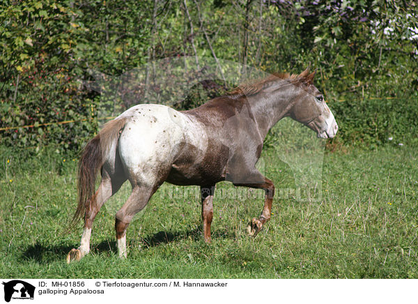 galloping Appaloosa / MH-01856