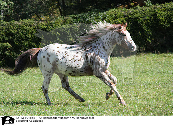 galloping Appaloosa / MH-01858