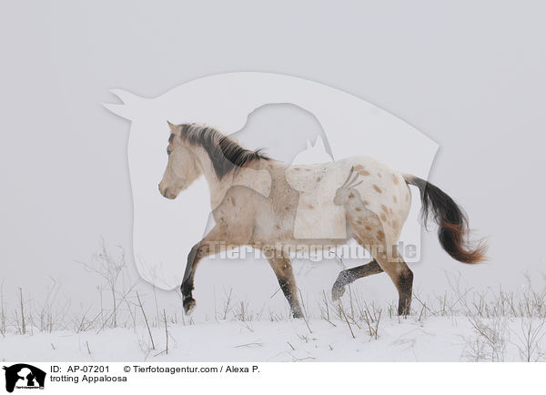 trotting Appaloosa / AP-07201