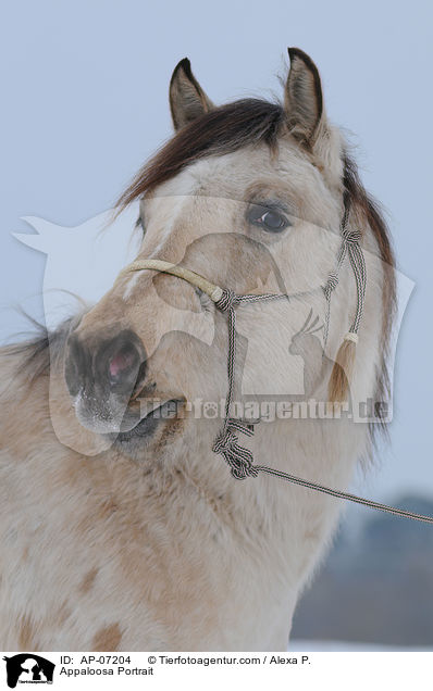 Appaloosa Portrait / Appaloosa Portrait / AP-07204