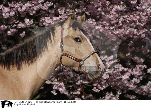 Appaloosa Portrait / BES-01520