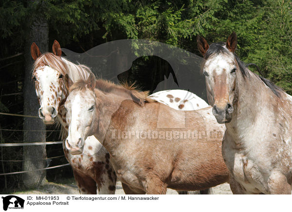 Appaloosa Portrait / MH-01953