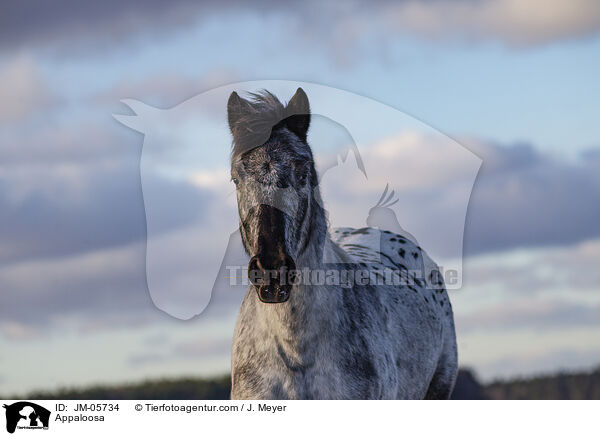 Appaloosa / JM-05734