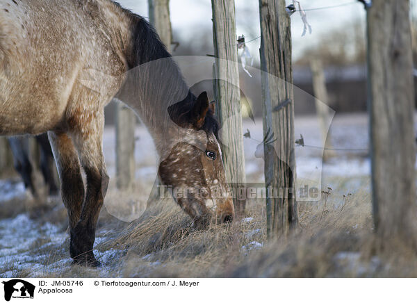 Appaloosa / JM-05746