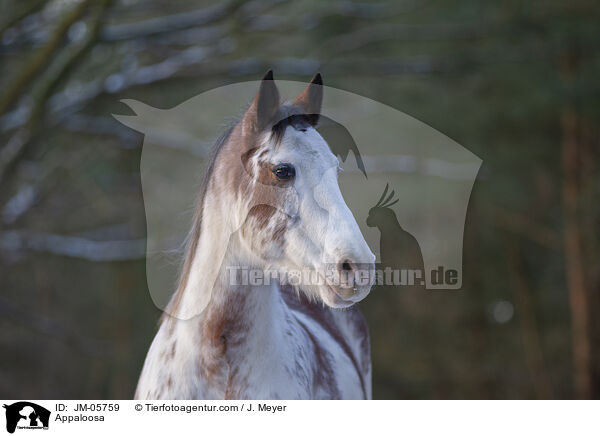 Appaloosa / Appaloosa / JM-05759