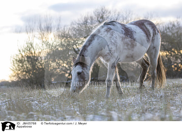 Appaloosa / JM-05768