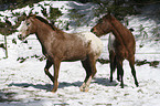 playing horses