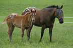 mare with foal