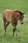 foal