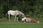 Appaloosa