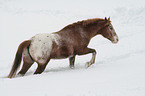 Appaloosa in snow