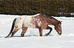 Appaloosa in snow