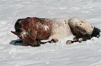 Appaloosa in snow