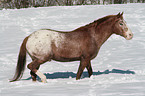 Appaloosa in snow