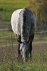 grazing Appaloosa