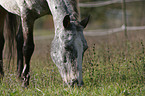 grazing Appaloosa