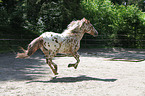 galloping Appaloosa