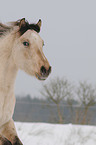 Appaloosa Portrait