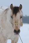 Appaloosa Portrait