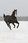 galloping Appaloosa