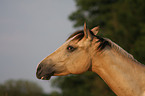 Appaloosa Portrait