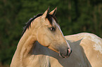 Appaloosa Portrait