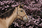 Appaloosa Portrait