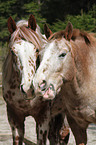 Appaloosa Portrait