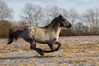 Appaloosa