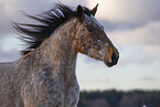 Appaloosa