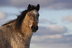 Appaloosa