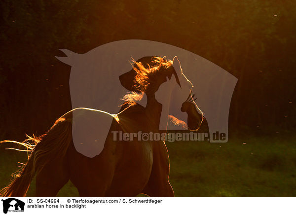 Araber im Gegenlicht / arabian horse in backlight / SS-04994