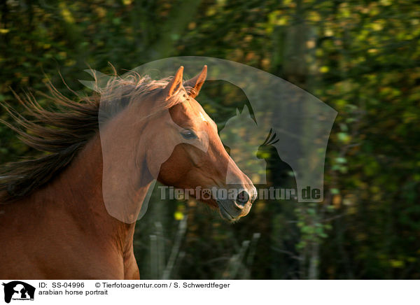 Araber Portrait / arabian horse portrait / SS-04996