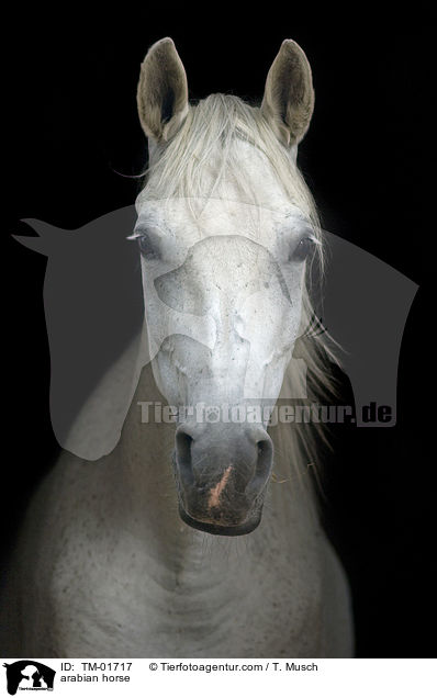 arabisches Vollblut / arabian horse / TM-01717