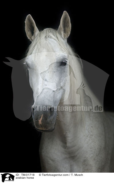 arabisches Vollblut / arabian horse / TM-01718