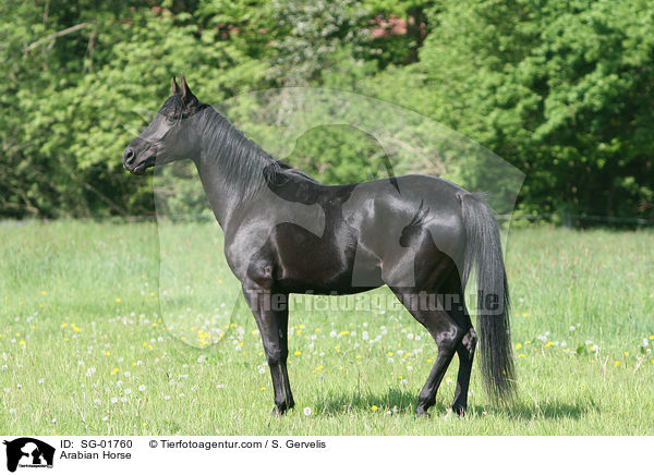 Vollblutaraber / Arabian Horse / SG-01760