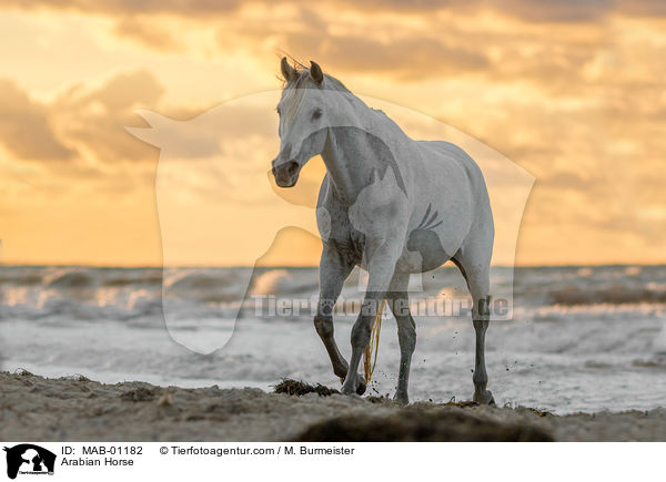 Araber / Arabian Horse / MAB-01182