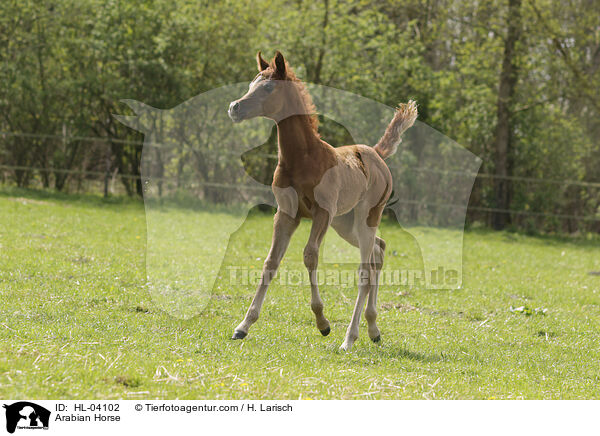 Arabisches Vollblut / Arabian Horse / HL-04102