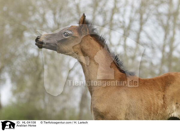 Arabisches Vollblut / Arabian Horse / HL-04108