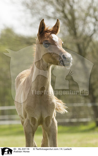 Arabisches Vollblut / Arabian Horse / HL-04116