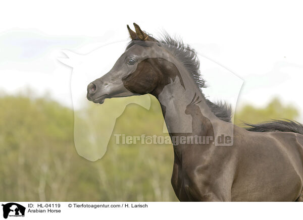 Arabisches Vollblut / Arabian Horse / HL-04119