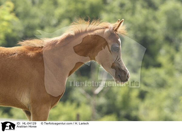 Arabisches Vollblut / Arabian Horse / HL-04129