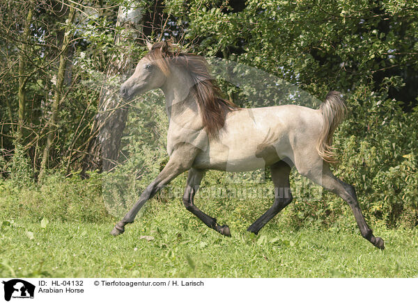 Arabisches Vollblut / Arabian Horse / HL-04132