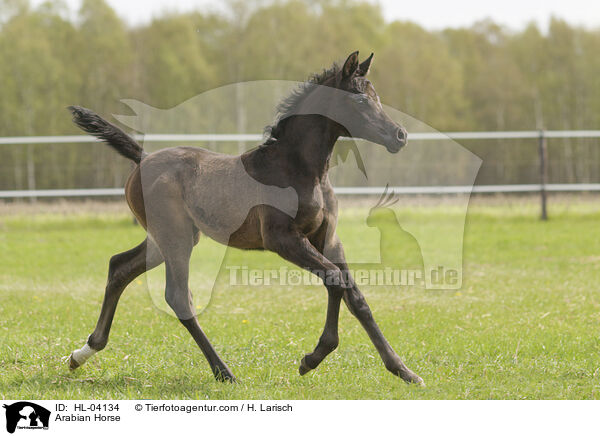 Arabisches Vollblut / Arabian Horse / HL-04134