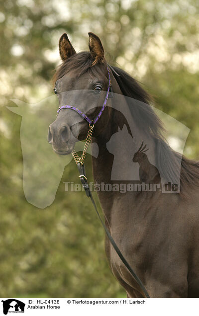 Arabisches Vollblut / Arabian Horse / HL-04138