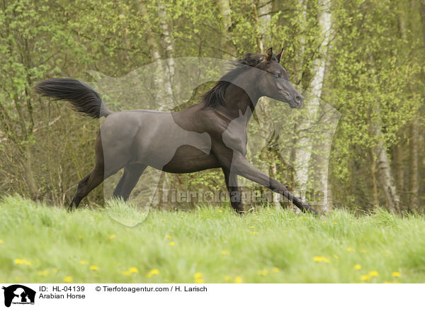 Arabisches Vollblut / Arabian Horse / HL-04139