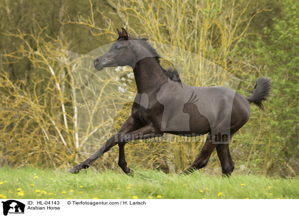 Arabisches Vollblut / Arabian Horse / HL-04143