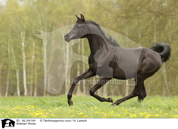 Arabisches Vollblut / Arabian Horse / HL-04144